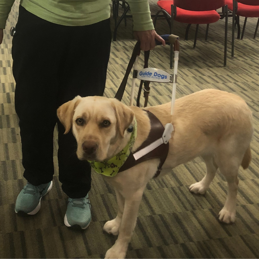 A working guide dog in harness.