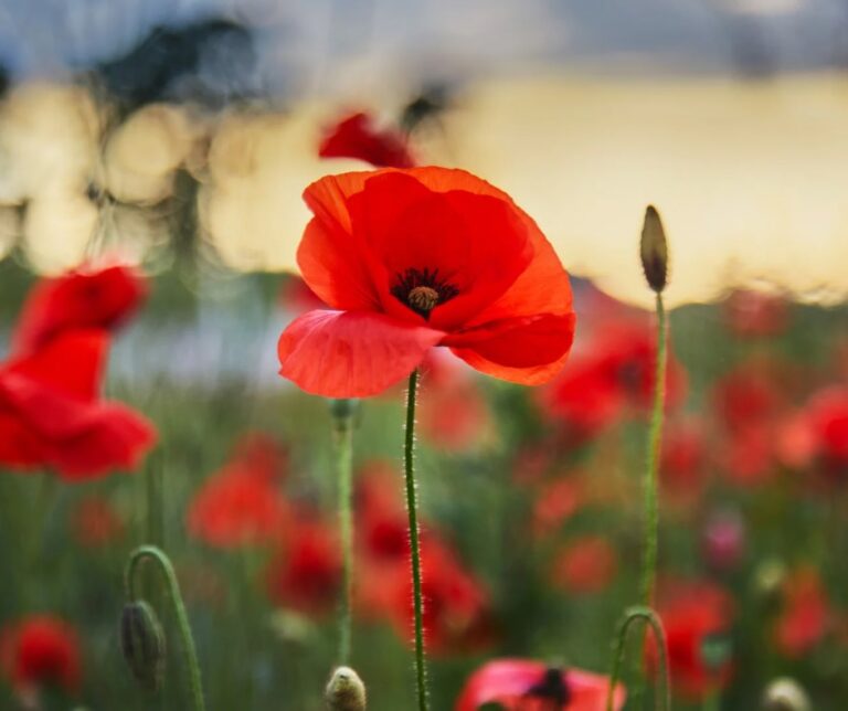 An image of a vibrant red poppy flower in focus, set against a soft, blurred background of other red poppies and green stems. The main flower, positioned slightly off-center, has delicate petals surrounding a dark center. The backdrop features warm, diffused light, creating a serene and peaceful atmosphere reminiscent of Remembrance Day.