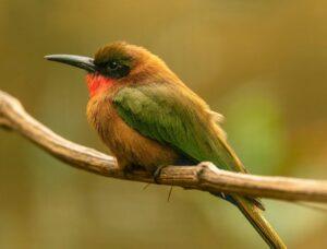 Close-up photo of a small gold, green, and orange bird perched on a stem with a blurred background.