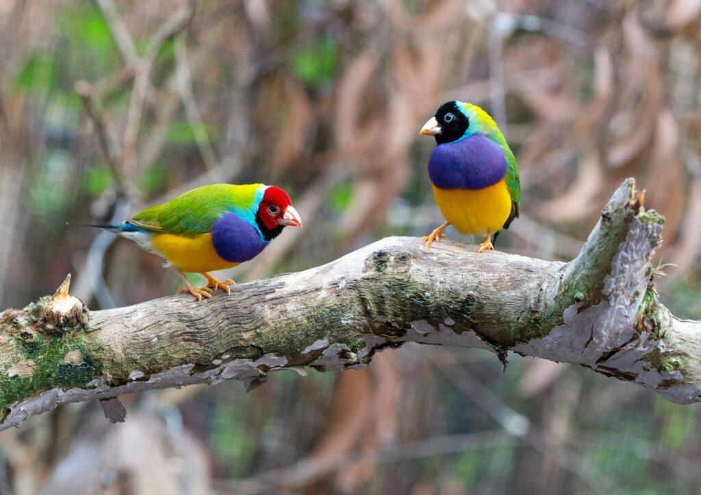 The picture shows two small, colourful birds with patches of green, blue, yellow, turquoise, red, and black, standing on a thick branch during the day.