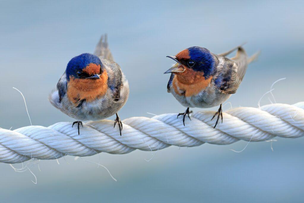 Two small birds in shades of blue, orange, brown, black, and grey stand on a white rope. The bird on the right has its mouth open.