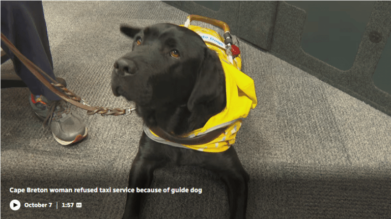 CCB's Immediate Past President Louise Gillis' guide dog, Monk, lies on the ground looking up in a room. He is a black Labrador with brown eyes. He wears a yellow jacket with a harness and leash. Grey carpet on the floor is visible, along with Louise's grey and red running shows and leg. She is wearing long navy pants.